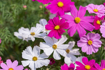 Cosmos or Mexican Aster flower in garden at sunny summer or spring day.