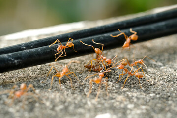Close-Up Of Red Ant On Leaf