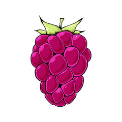 Red raspberry berry with green leaf. Full-color vector illustration isolated on white background. EPS 10