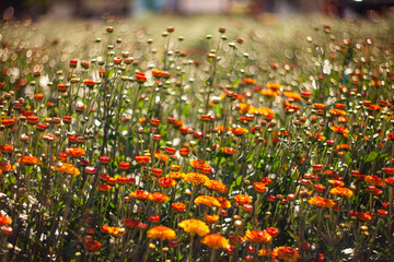 Flowers colorful in the garden soft and select select focus.