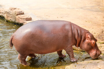 One of hippo or hippopotamus in water at the zoo
