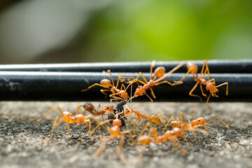 Close-Up Of Red Ant On Leaf