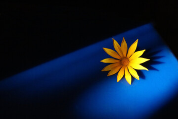
Vibrant yellow flower illuminated by the sun sitting on dark blue surface against black background. Light and shadow concept. Space for text
