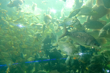 Fototapeta na wymiar A lot of fish in Aquarium tunnel at Chiang Mai zoo aquarium is the world's longest aquarium tunnel and is a government park in Chiang Mai,Thailand.