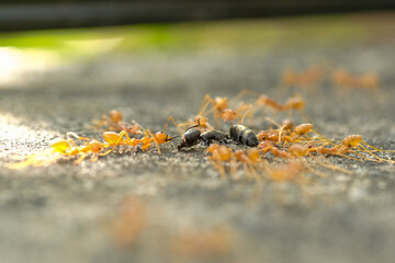Close-Up Of Red Ant On Leaf