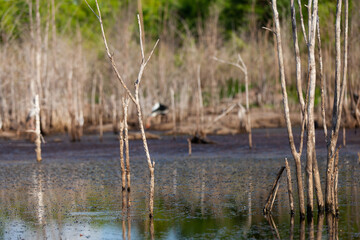 Tree stump and their reflections in the dam.