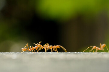 Close-Up Of Red Ant On Leaf