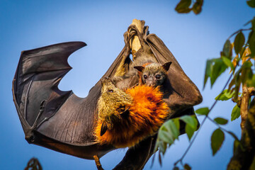 Animal world of Australia. Flying fox
