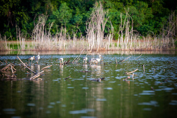 Asian openbill or Asian openbill stork on trees in the nature.