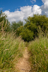Fototapeta na wymiar Sunny Grass Pathway