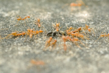 Close-Up Of Red Ant On Leaf