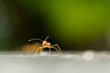 Close-Up Of Red Ant On Leaf