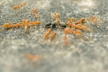 Close-Up Of Red Ant On Leaf