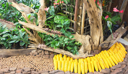 Piles of sweet corn, material for cornstarch.