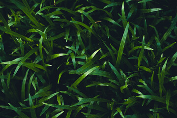 Close-Up Of  Dark green leaves