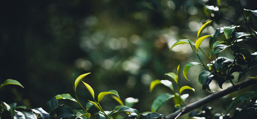 Close-Up Of  Dark green leaves © artrachen