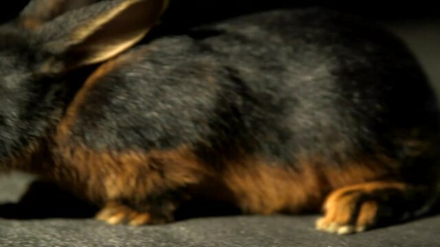 Cute Brown And Black Tan Rabbit Close Up Wiggling Nose Curiously Sniffing On A Dark Black Studio Background
