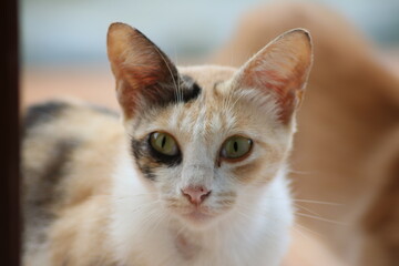 portrait of a cat