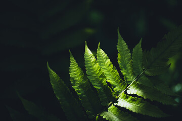 Close-Up Of  Dark green leaves
