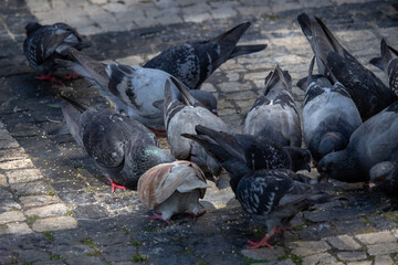 Doves eating corn from the ground. City of Viseu, Portugal
