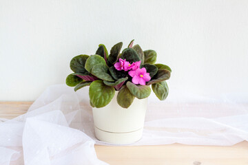 Flower in a pot, violet on a light background design. The lightness of the composition.