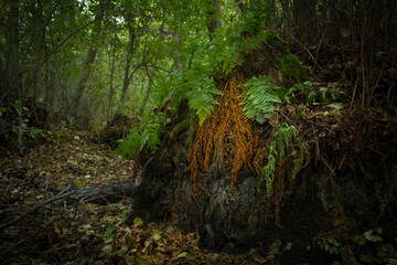 Dark mystical forest with falling leaves and fern.