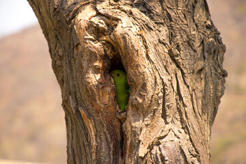 Fototapeta premium Image of baby parrot waiting for their mother