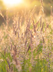 Fototapeta premium Field of wheat sheaves in sunlight