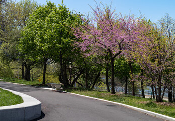 Fototapeta premium Empty Trail at Astoria Park with Green and Flowering Trees during Spring in Astoria Queens New York