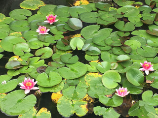 Water lilies in a pond, looks a little like Claude Monets. water lilies. Natural background. Beautiful pink flowers set amongst green leaves. Peaceful, zen setting