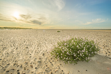 Large Beach with pebble stones and sea thrift flowers in soft sunrise sunset light. Skagen Nordstrand, Denmark. Skagerrak, Kattegat.