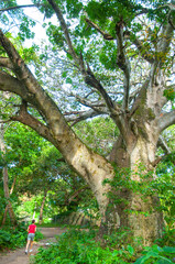 One person making jogging under a big Baobab tree (Adansonia digitata) La Digue island. Seychelles