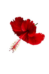 Blossoming red flower of treelike Hibiscus with two petals on pestle, stamens and leaves, isolated on white backgrounds