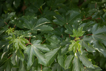 grüne Blätter eines Ahornbaumes mit Blattstielen und Adern