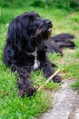 Black dog with long hair and a stick.
