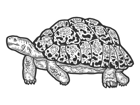 Animal leopard tortoise. Sketch scratch board imitation. Black and white.
