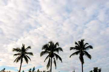 Obraz premium Coconut palm trees and blue cloudy sky