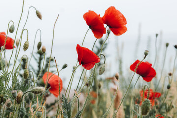 Poppy and the sea