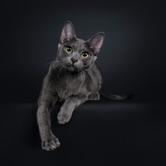 Beautiful female Korat cat, laying down facing front with one paw hanging over edge. Looking straight to camera with yellow / green eyes. Isolated on black background.