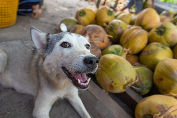 a dog lies next to coconuts on a farm in a village in Thailand, closeup of an animal, gray husky