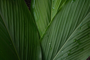 Banana green leaf close up background.Textured,abstract background,leaves,fresh green,photo concept nature and plant.