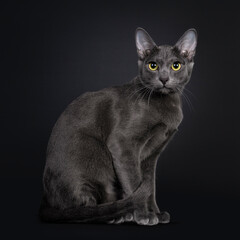 Beautiful female Korat cat, sitting side ways. Looking at camera with yellow / green eyes. Isolated on black background.