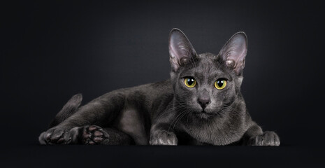 Beautiful female Korat cat, laying down side ways. Looking focussed straight to camera with yellow / green eyes. Isolated on black background.