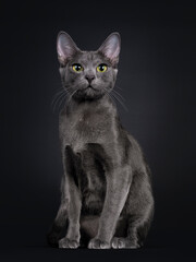 Beautiful female Korat cat, sitting front view. Looking at camera with yellow / green eyes. Isolated on black background.d