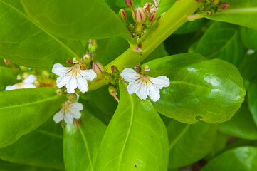 White tropical flowers of Beach Naupaka (Scaevola taccada)