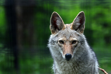 Obraz premium Coyote at Alaska Zoo in Anchorage AK