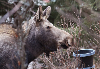 Moose in Anchorage Alaska USA