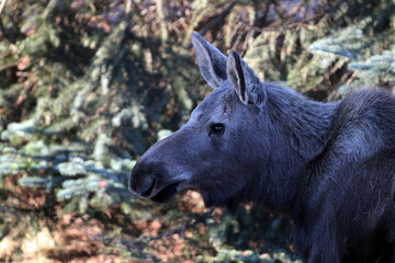 Moose in Anchorage Alaska USA