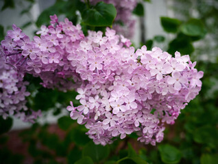 Close-up lilac flowers with the leaves. Selective focus with shallow depth of field.