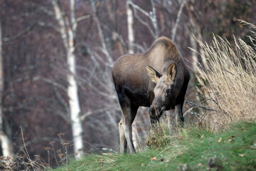 Moose in Anchorage Alaska USA